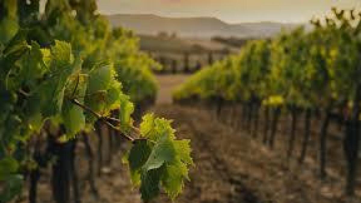 APOYO AL SECTOR DEL VINO