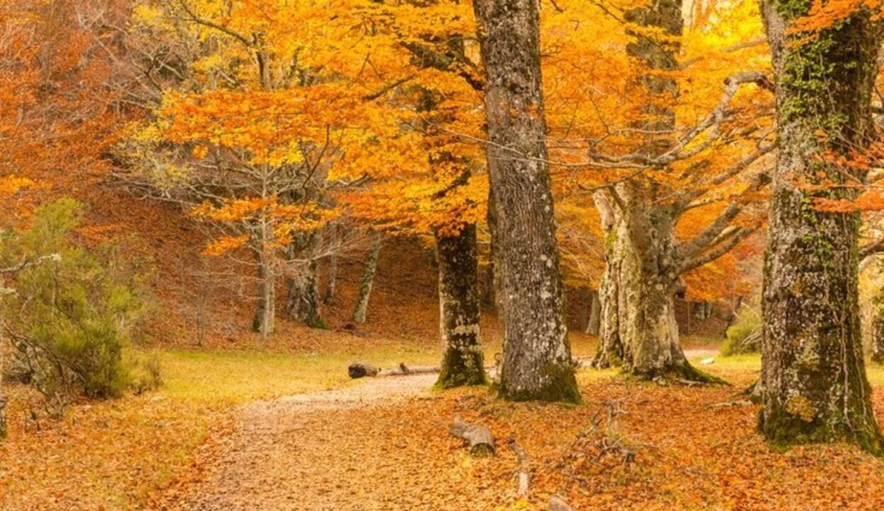 El BNG espera su adopción en otoño y el PP propone cambios para evitar una carga económica a la administración autonómica