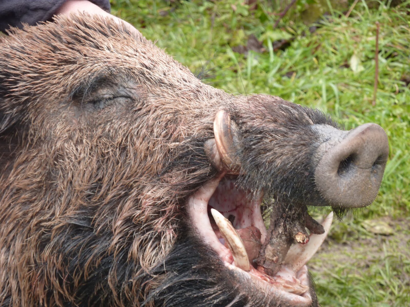 El jabalí está involucrado en la mayoría de las incidencias de esta especie, que aumentan cada año