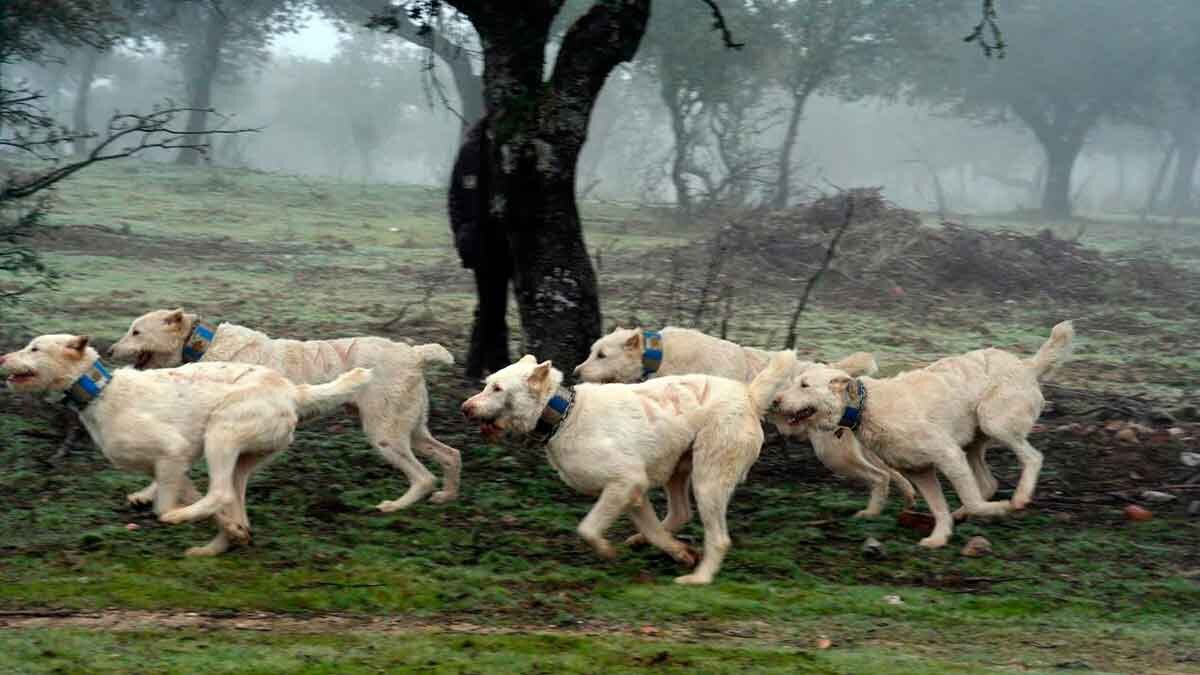 El Ministerio de Agricultura está publicando la Estrategia Nacional de Gestión de Caza para consulta pública.