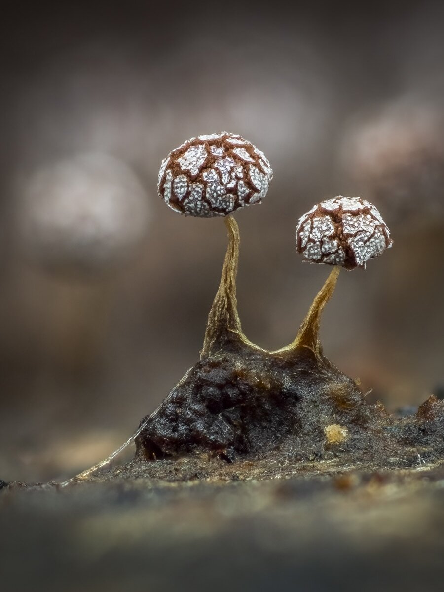 El moho mucilaginoso vive en una cápsula transparente