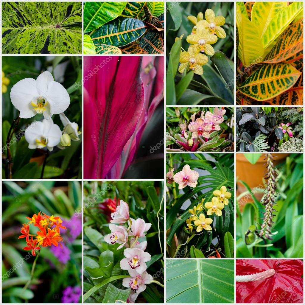 FLORA