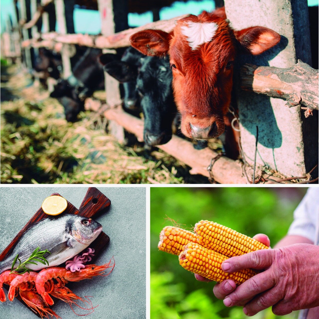 GARANTÍA NUEVOS MODELOS DE GANADERÍA EXTENSIVA