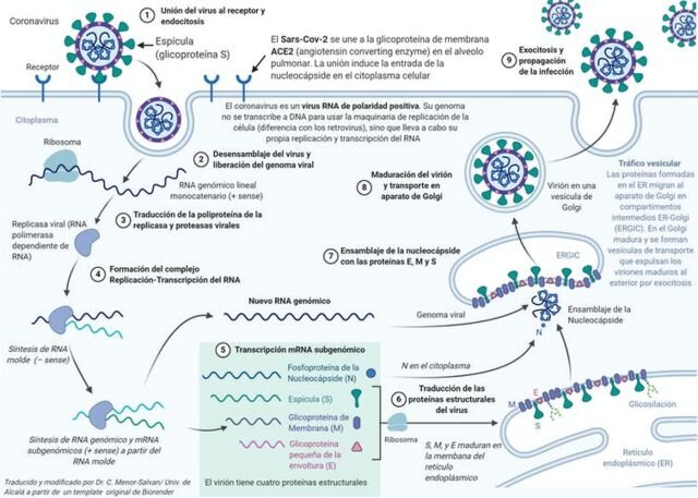 Infección de coronavirus