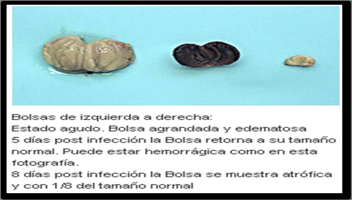 Las aves presentaban lesiones hemorrágicas en las áreas torácica, laringe y craneal.