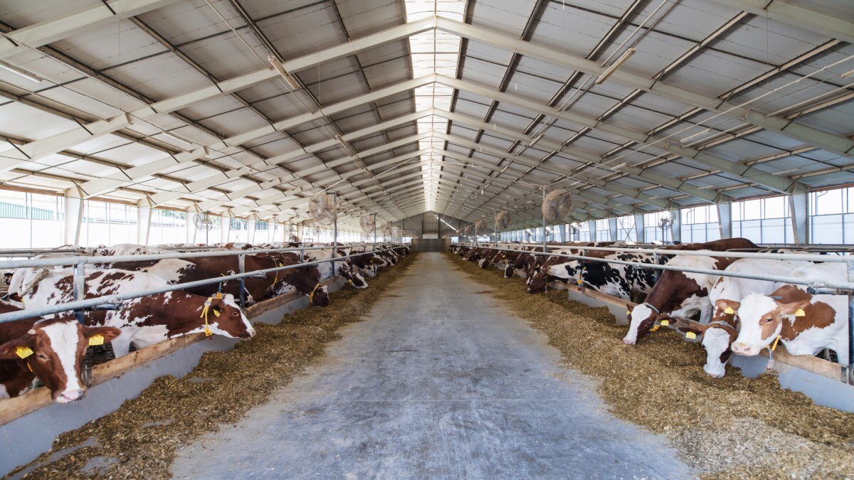 Las nueve vacas Rois fueron envenenadas mientras comían en el establo porque nunca habrían comido la planta en el pasto.