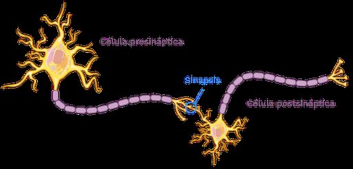 Las sinapsis son similares a los procesadores.