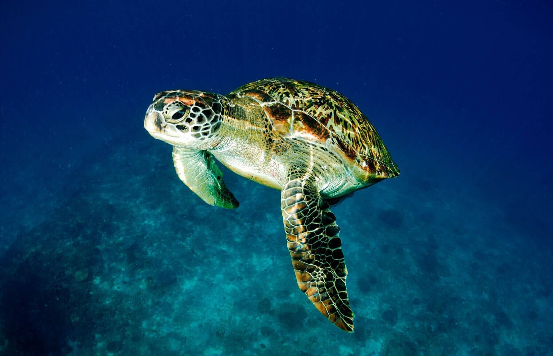 La tortuga que hace caca