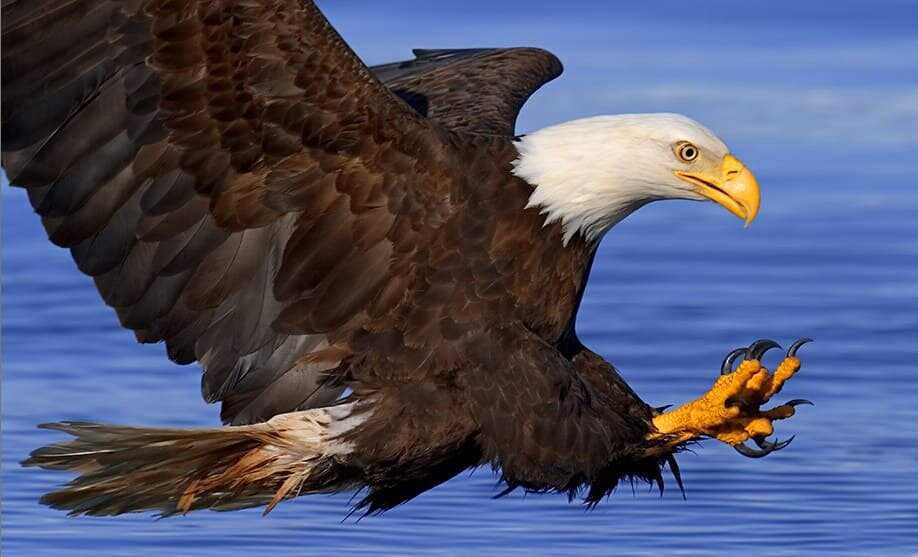 Otros animales con reflejo de prensión