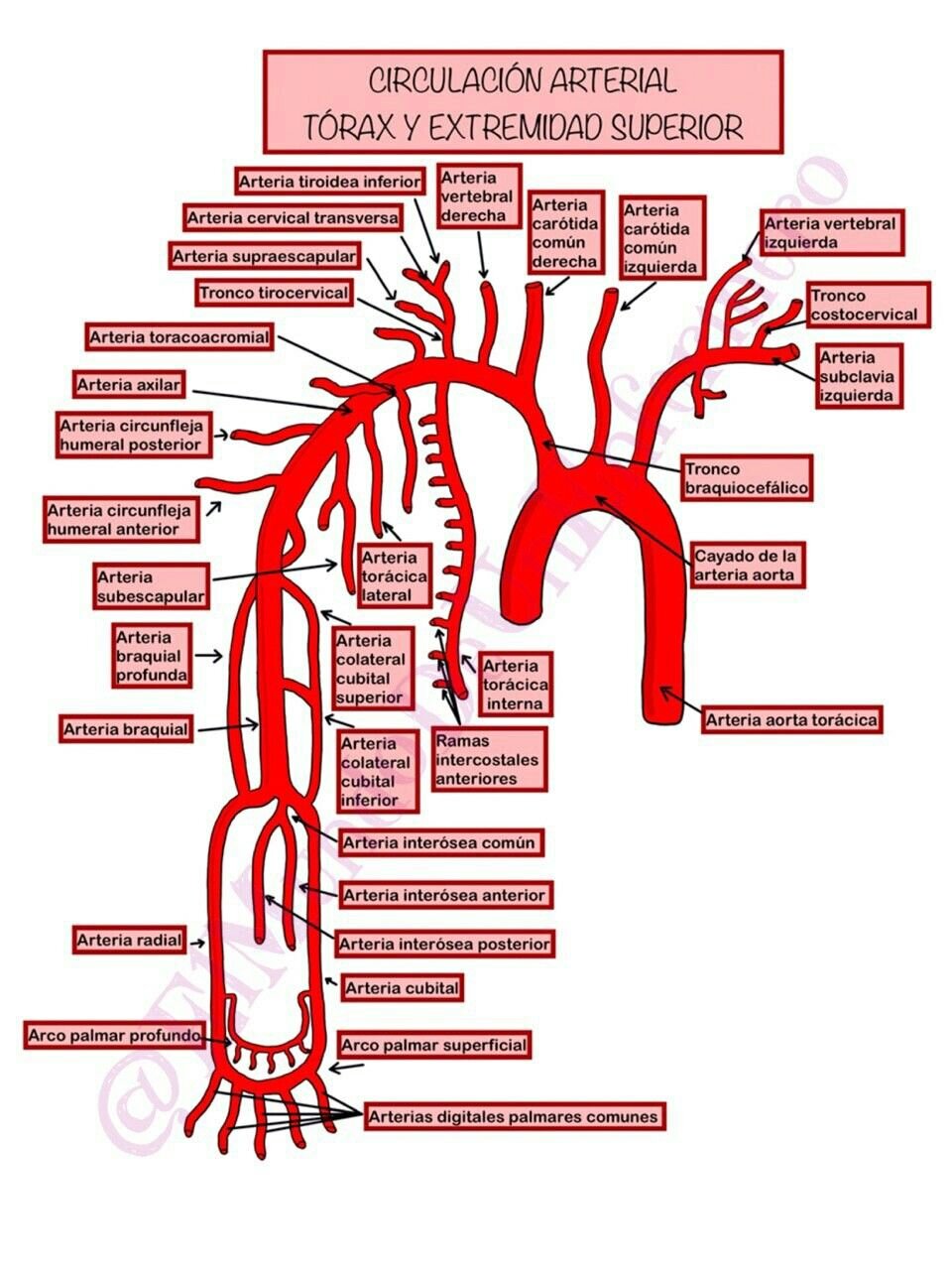 RED ARTERIAL Y RED COMPLEMENTARIA