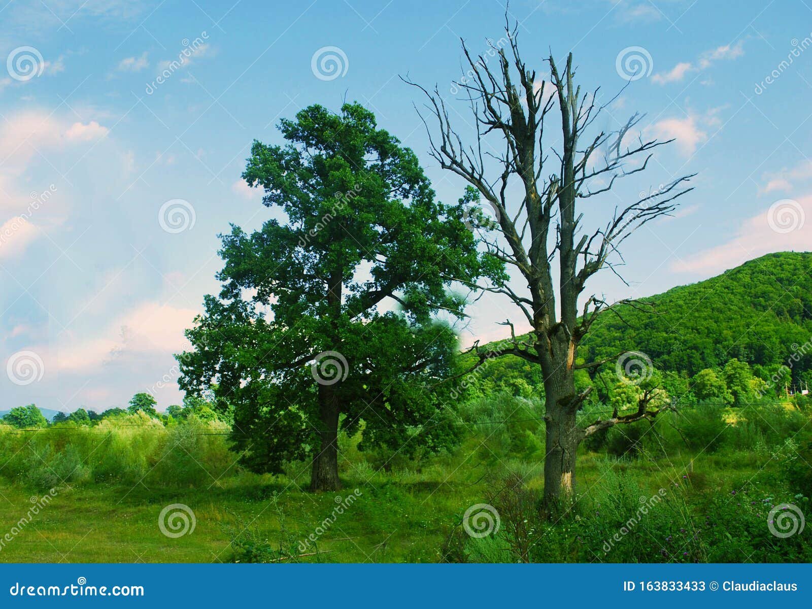 REPETIR CON LA MISMA RAMA