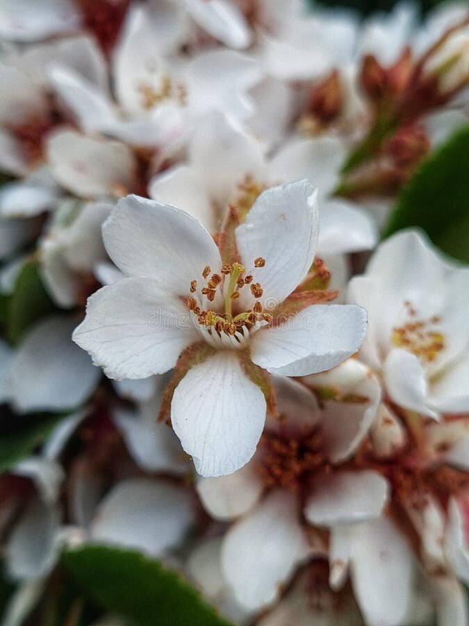 <strong>Centrarse en la belleza simple