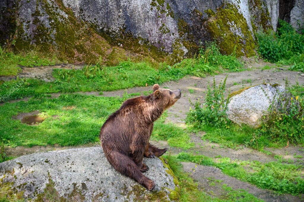 Un vecino difunde video que muestra al animal en la comunidad de Los Barrios 