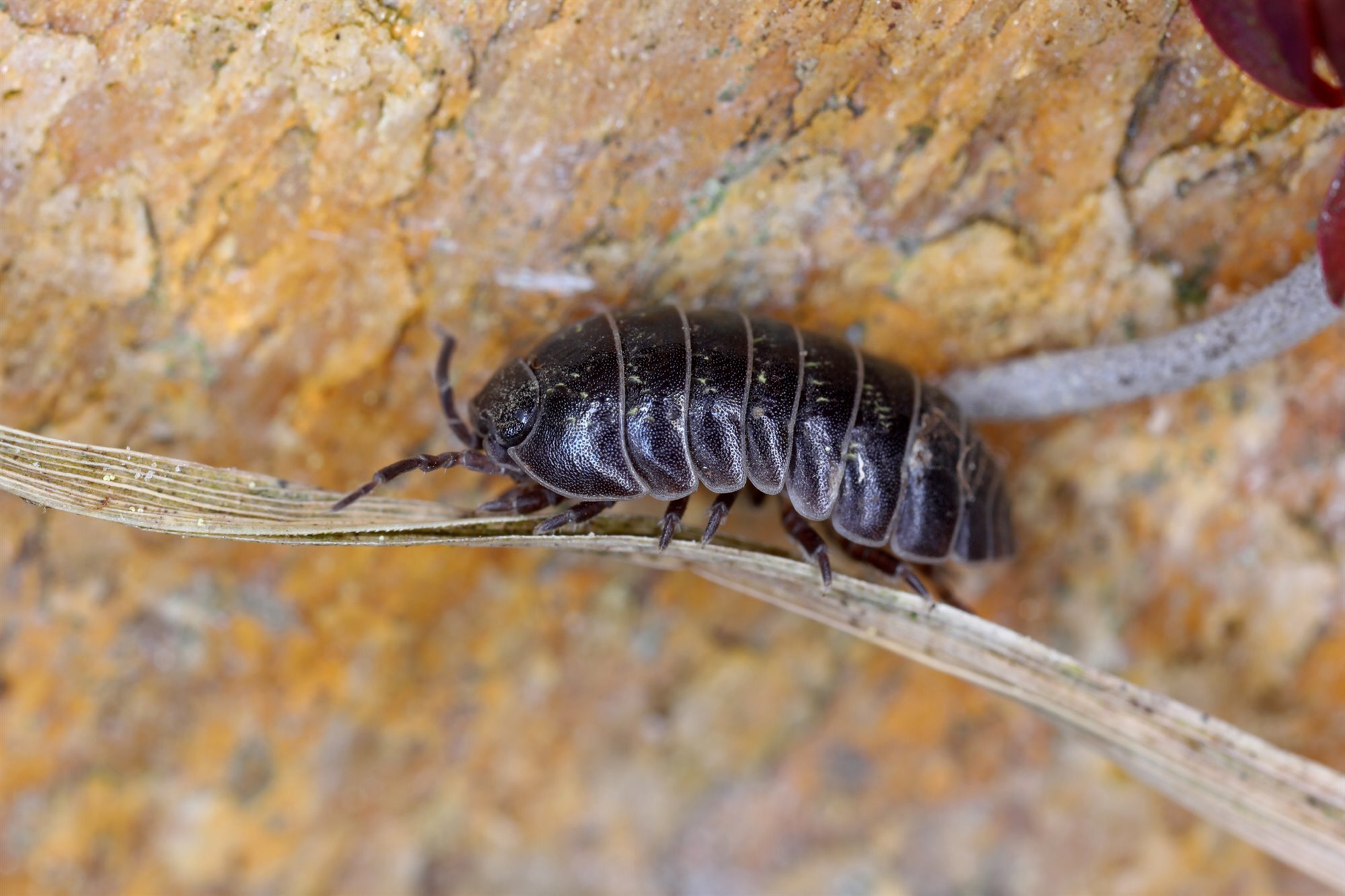 Woodlice sujetado en arnés