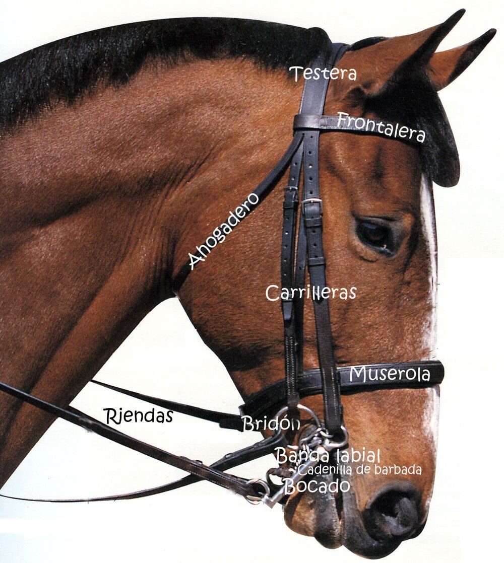 Portamozos y patas del bocado