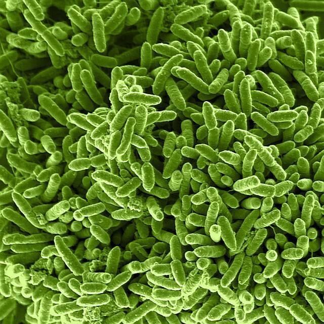 Bacteria Shewanella oneidensis