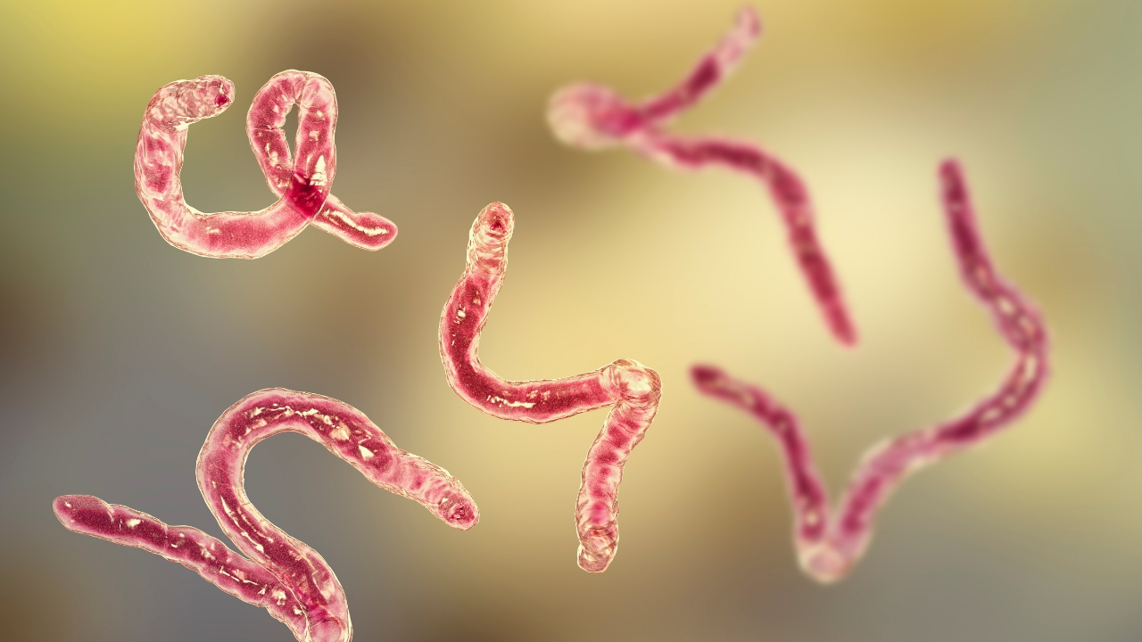 Parasit Sura Vitasan