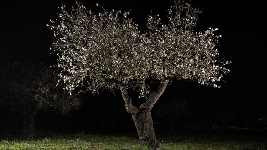 En estas fotos, los almendros en flor de Mallorca se convierten en reinas de la noche
