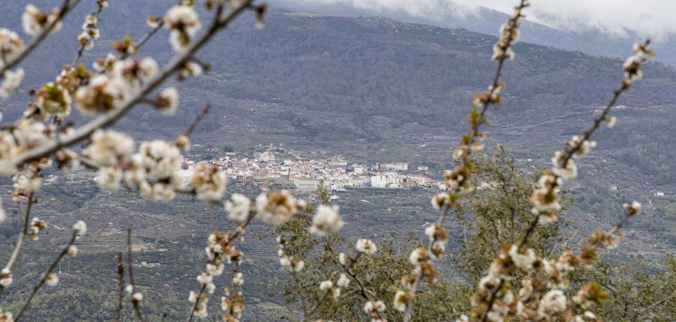 Cerezo en Flor 2023: las fechas de la Fiesta de Interés Turístico Nacional en el Valle del Jerte