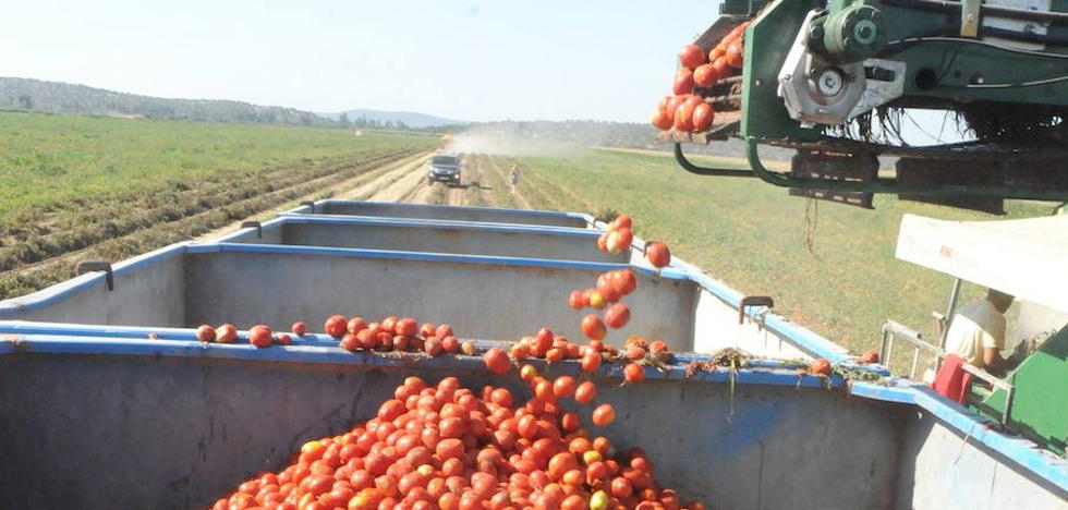 Productores e industria acuerdan 150 euros la tonelada de tomate para esta campaña en Extremadura