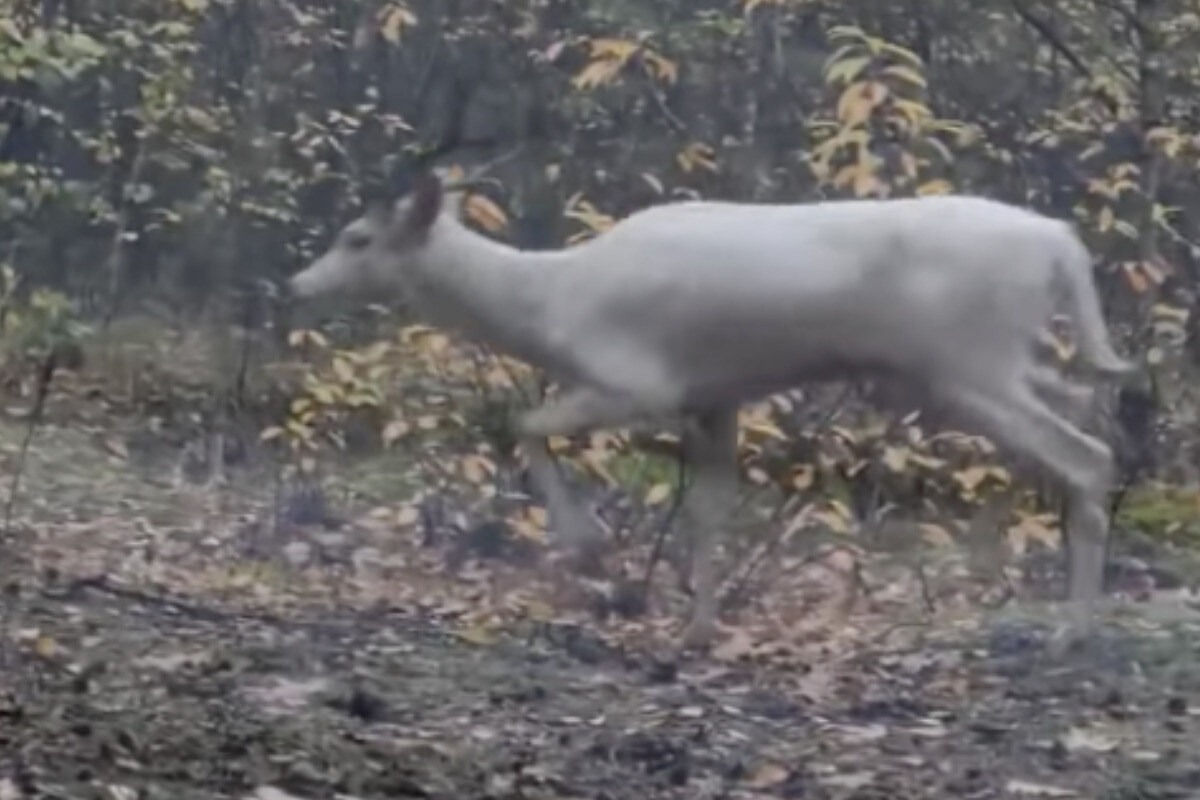 Misteriosa criatura blanca vista en el bosque: Dios mío, ¿qué es eso?
