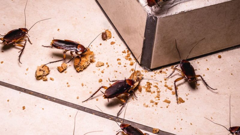Plaga de cucarachas en zona residencial: ¡alarma de asco tras recoger la basura!