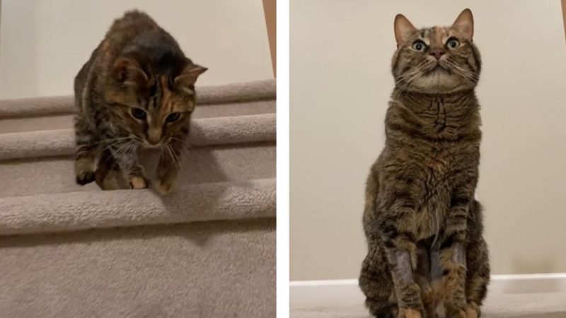 Gato se para frente a las escaleras: lo que hace entonces hace reír a muchos