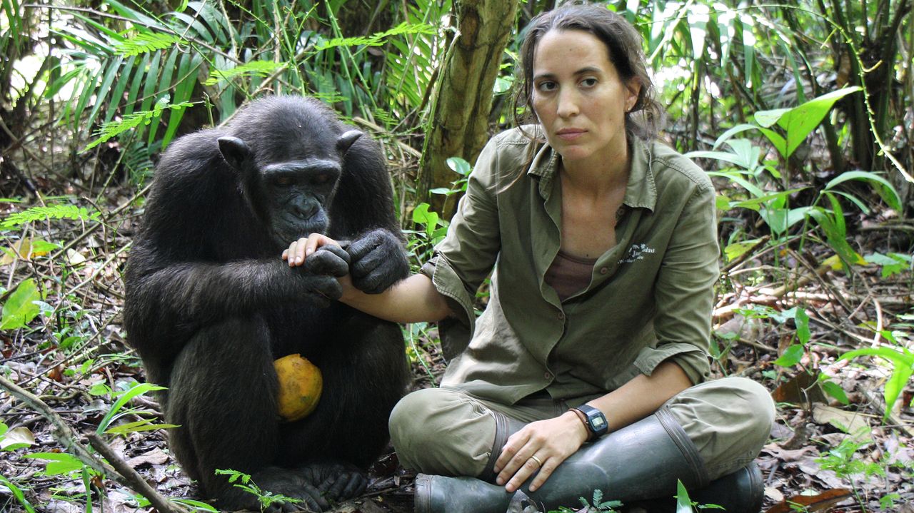 «Un chimpancé puede intimidarte»