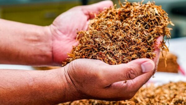 tabaco rubio para entubar