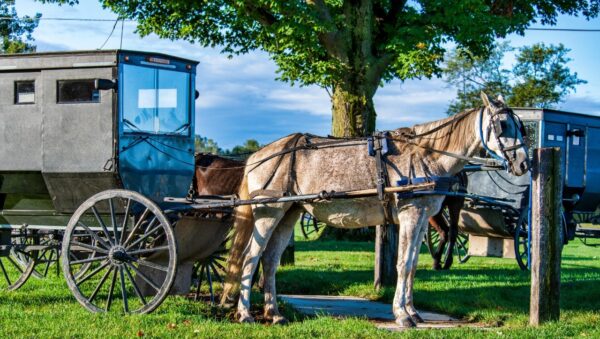 enganches para caballos