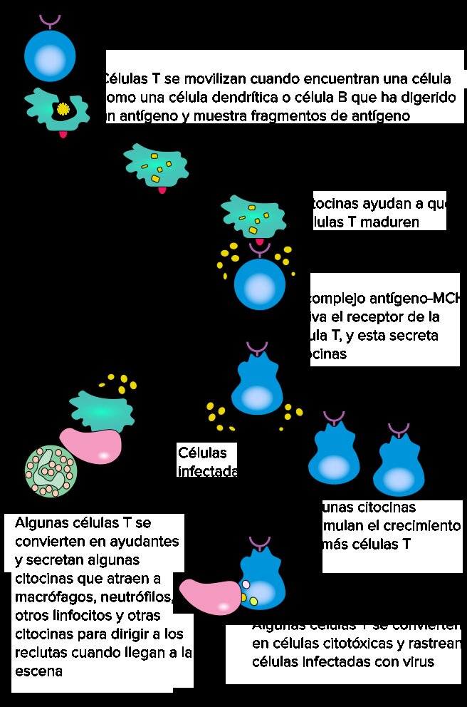 inmunidad de los españoles