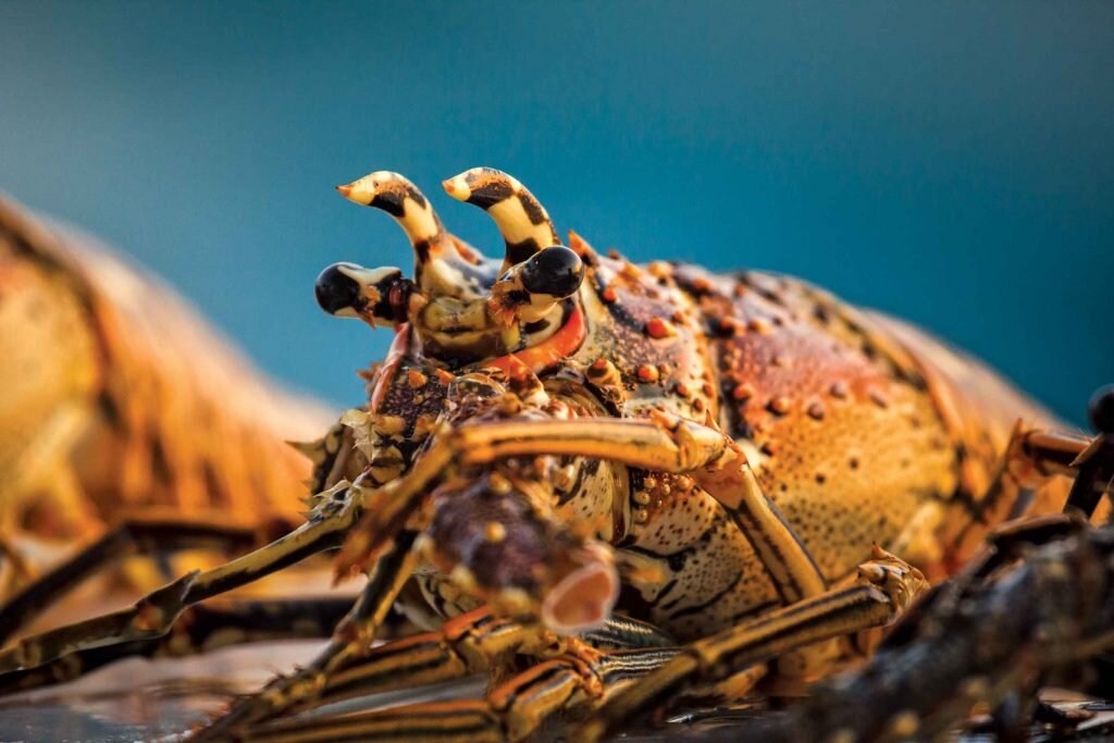 Los investigadores admiten que se les supera en la costa, en los puertos y por tierra