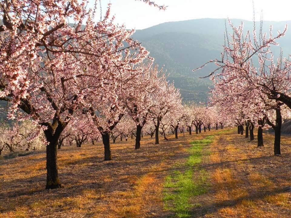 ORO BLANCO DE NAVARRA