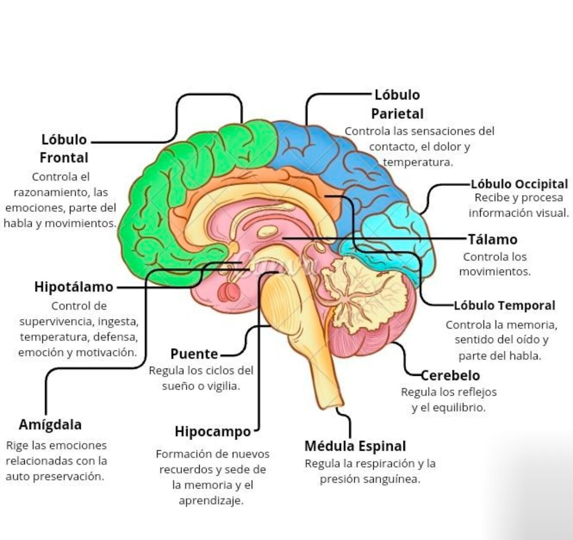 Cómo se atasca el parche en lo profundo del cerebro