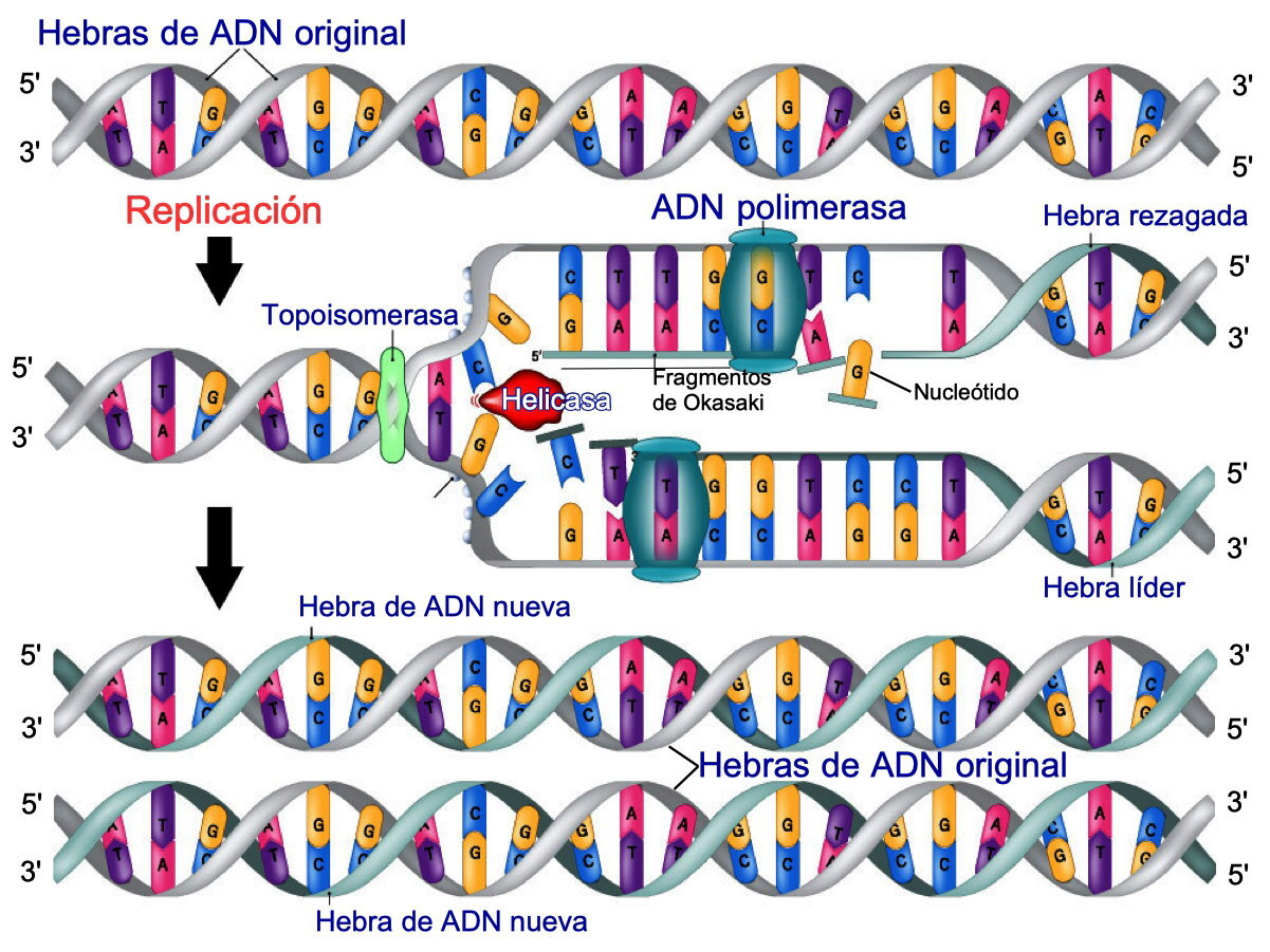 Cómo una imagen se convierte en ADN